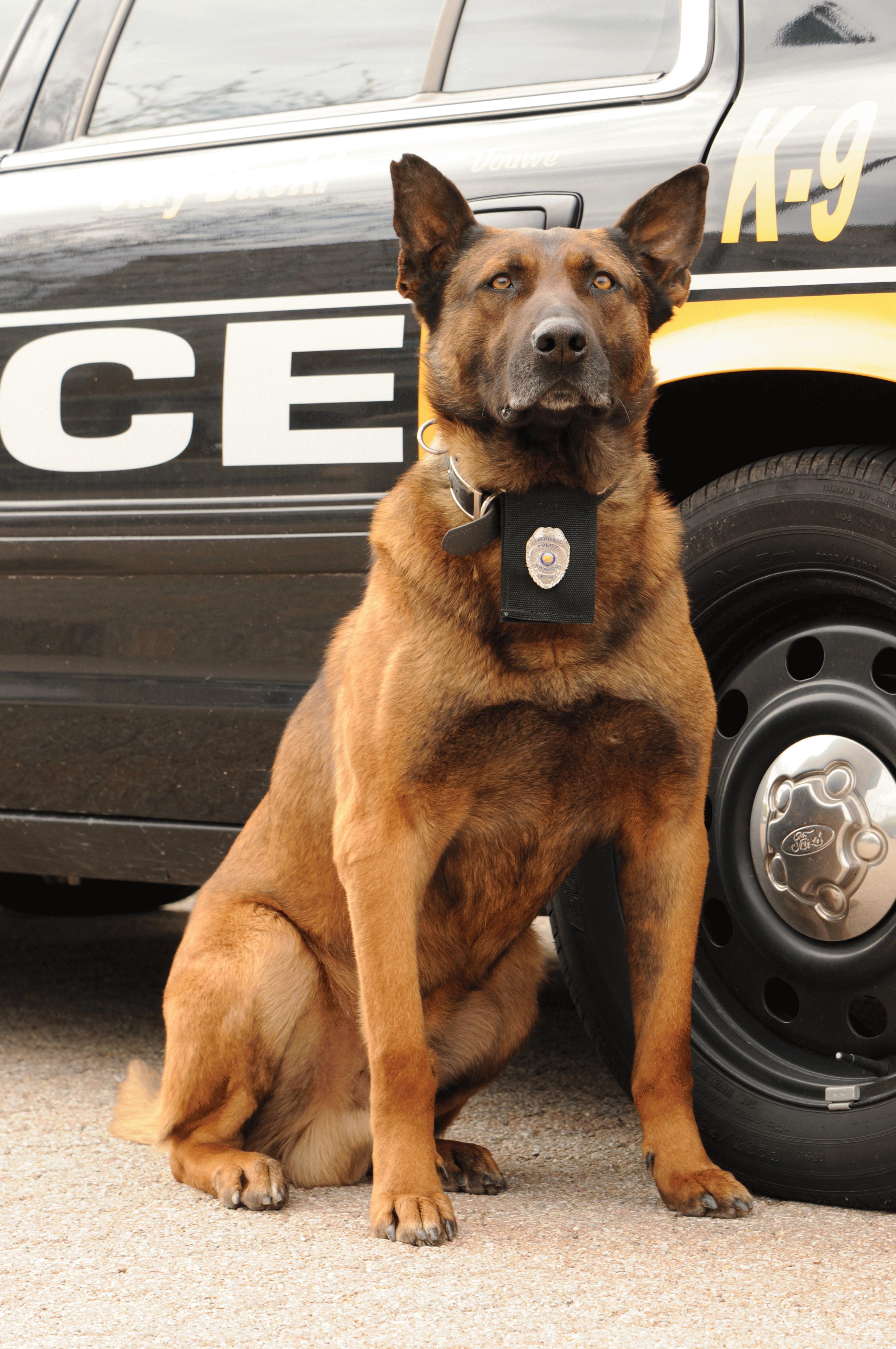 K9 Tico With a Badge Sitting Next to a Patrol Car